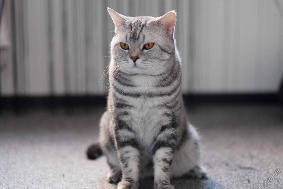Голландская прямоухая кошка