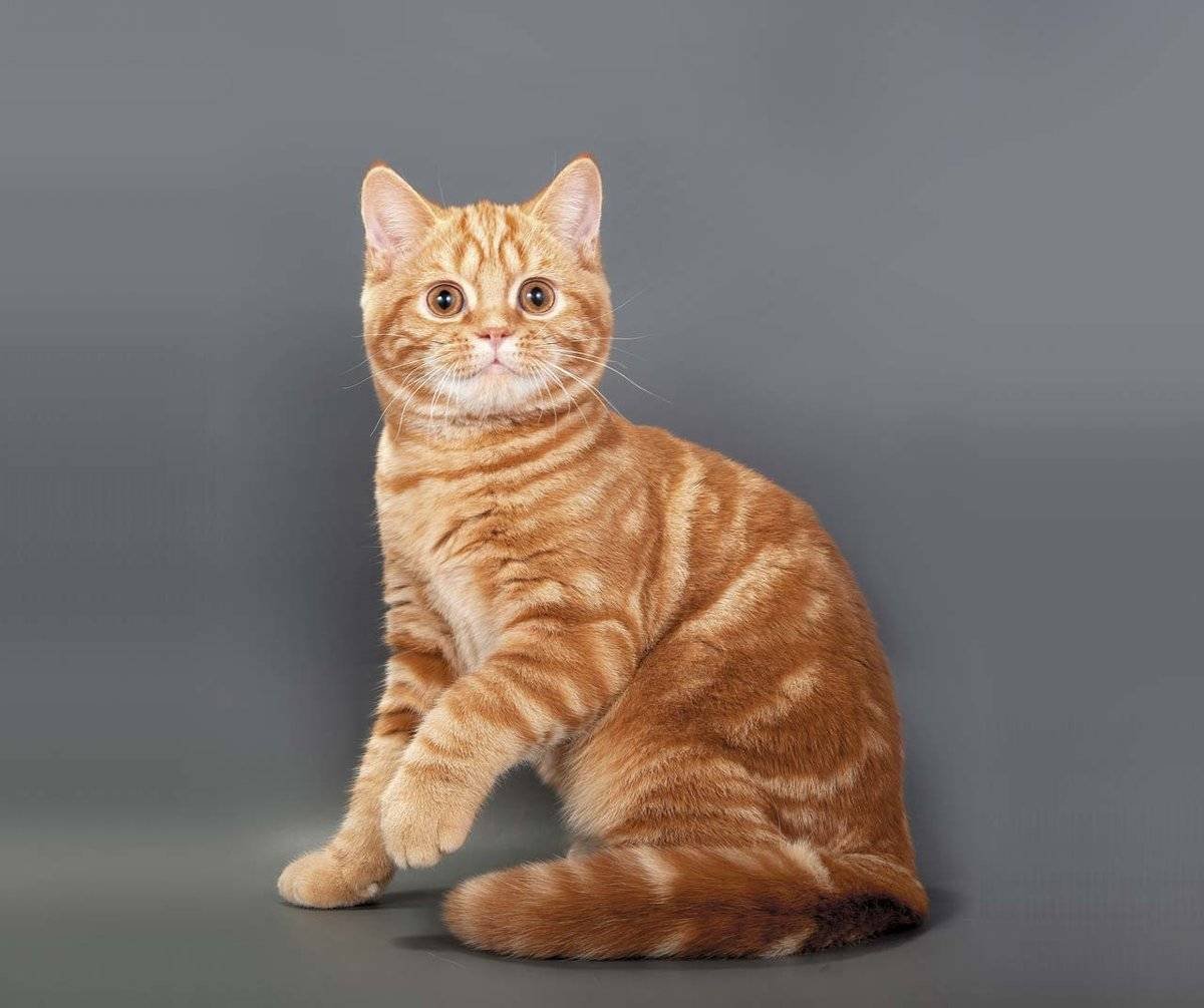 Кошка Шотландская страйт прямоухая