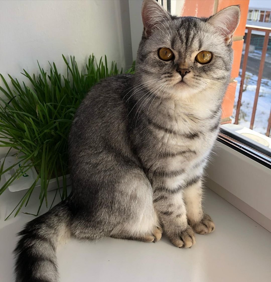 Шотландская кошка прямоухая