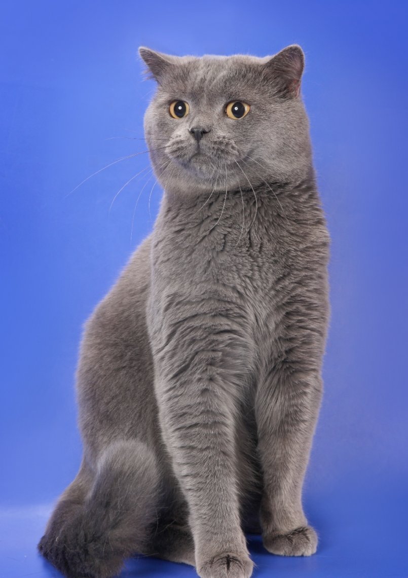 Шотландская короткошерстная скоттиш страйт