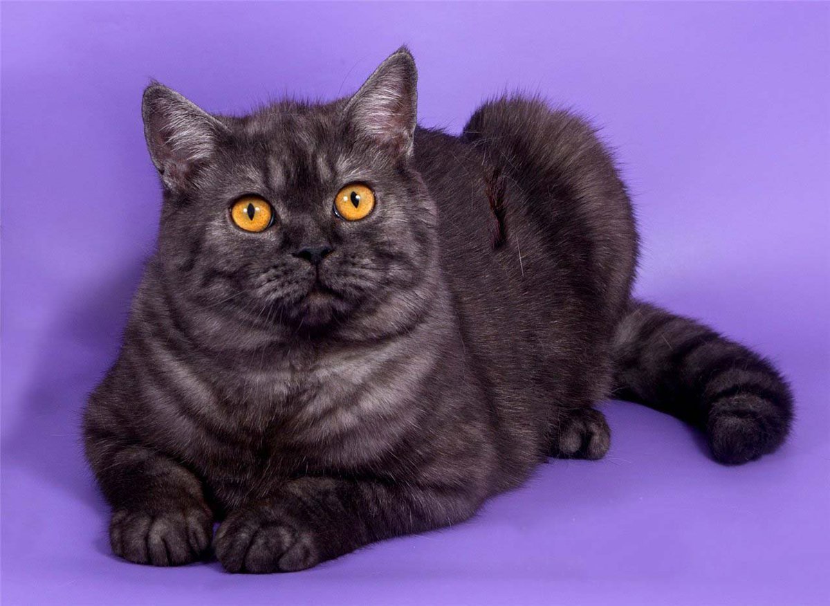 Шотландская скоттиш страйт кошка