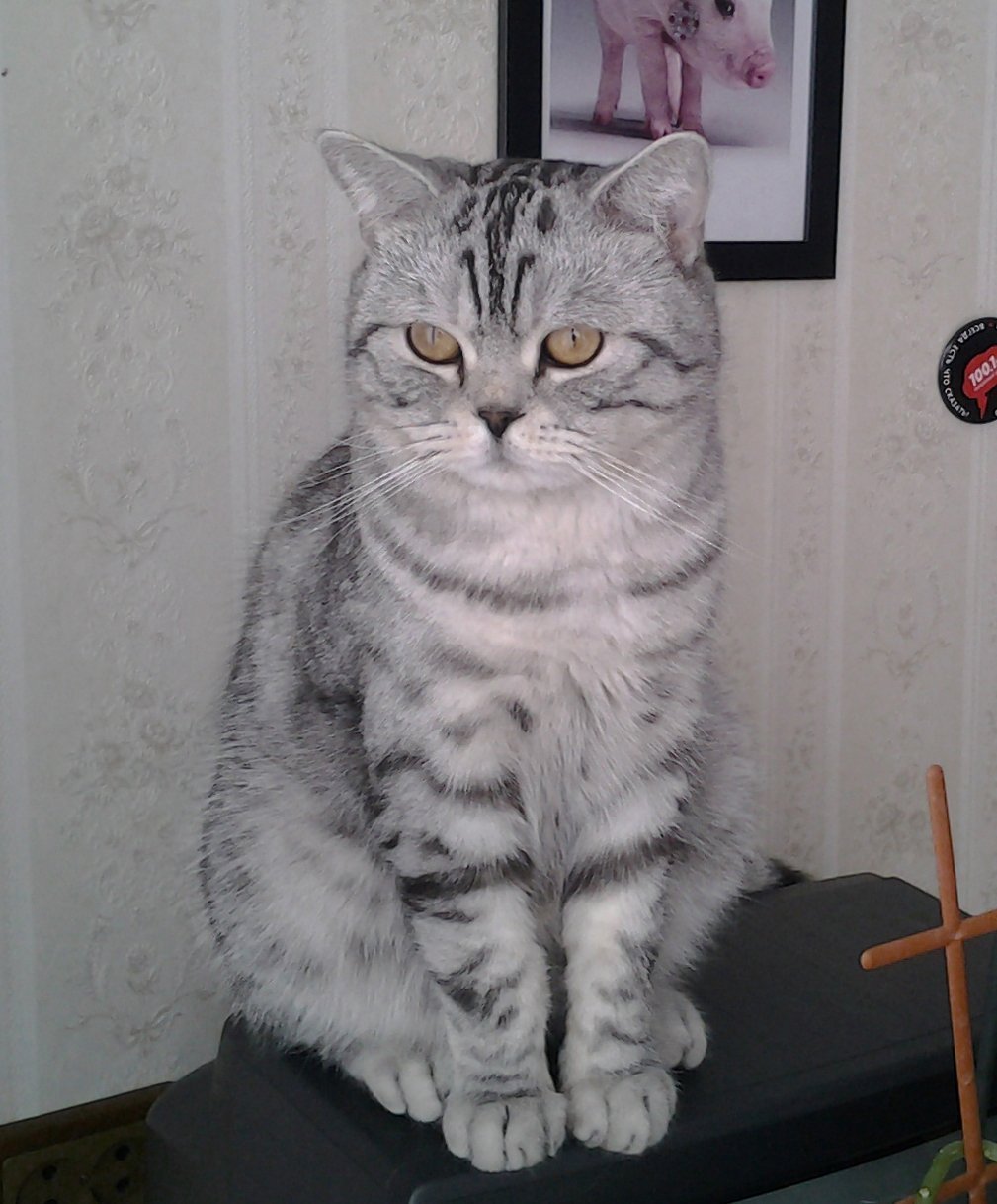 Шотландская вислоухая скоттиш страйт