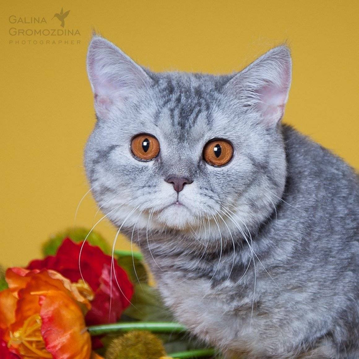 Кошка Шотландская страйт прямоухая