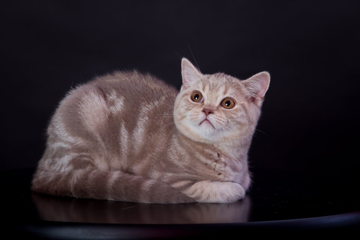 Шотландская кошка страйт