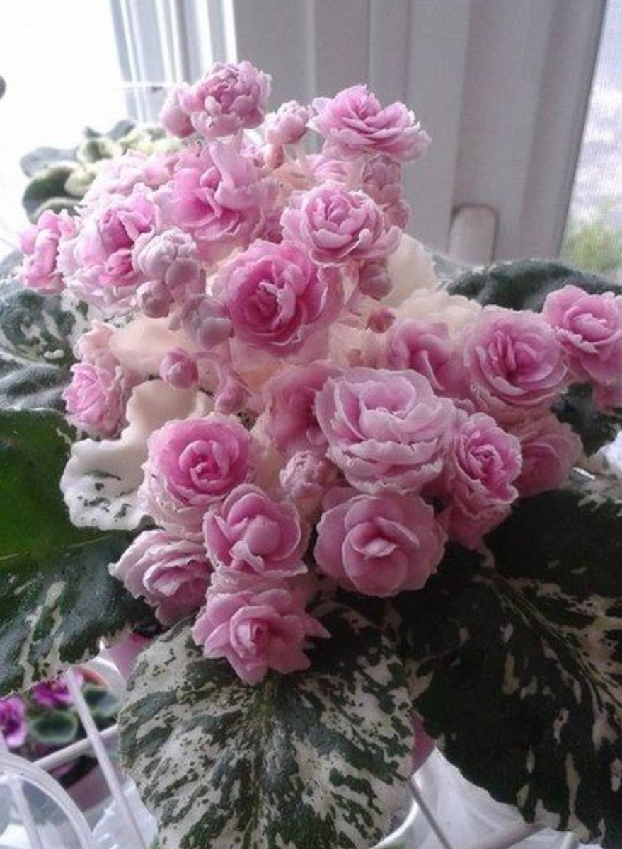 Сенполия Rose Bouquet