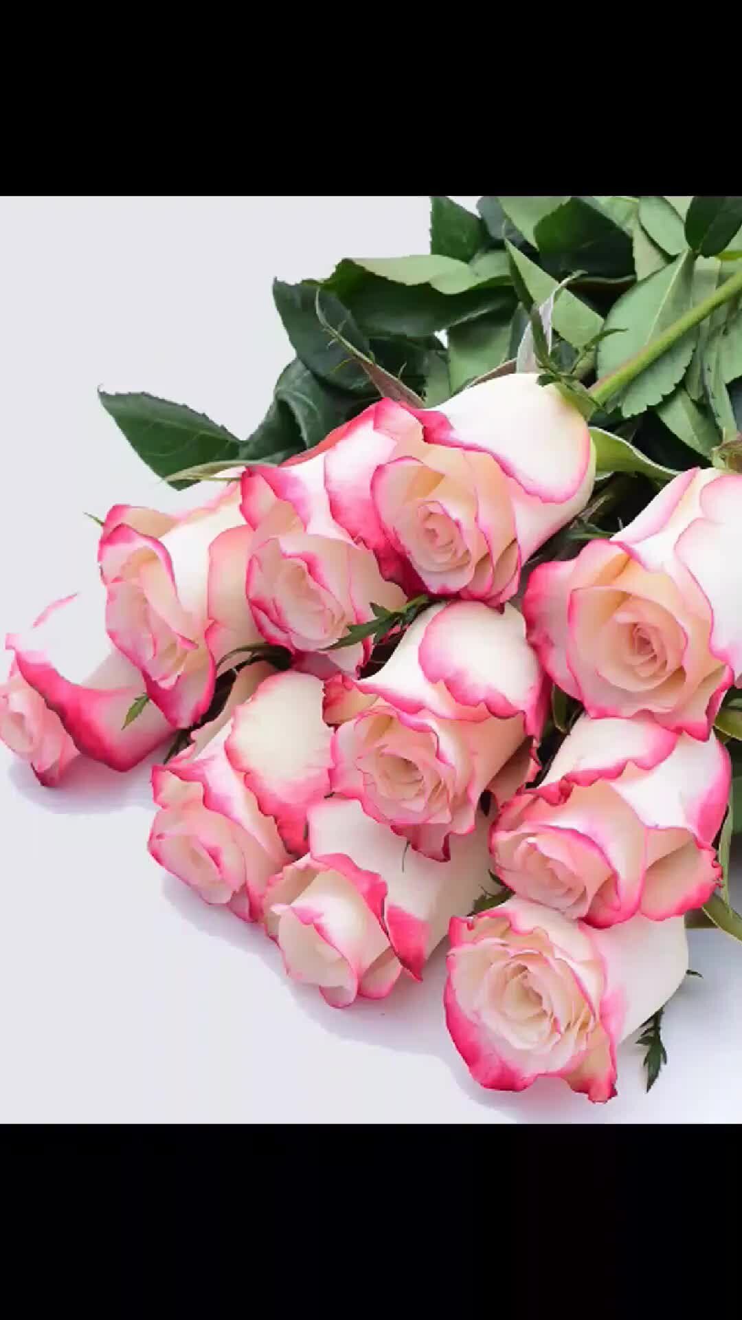 Букет свежих роз. Бело розовые розы. Розовый букет. Букет розовых роз.