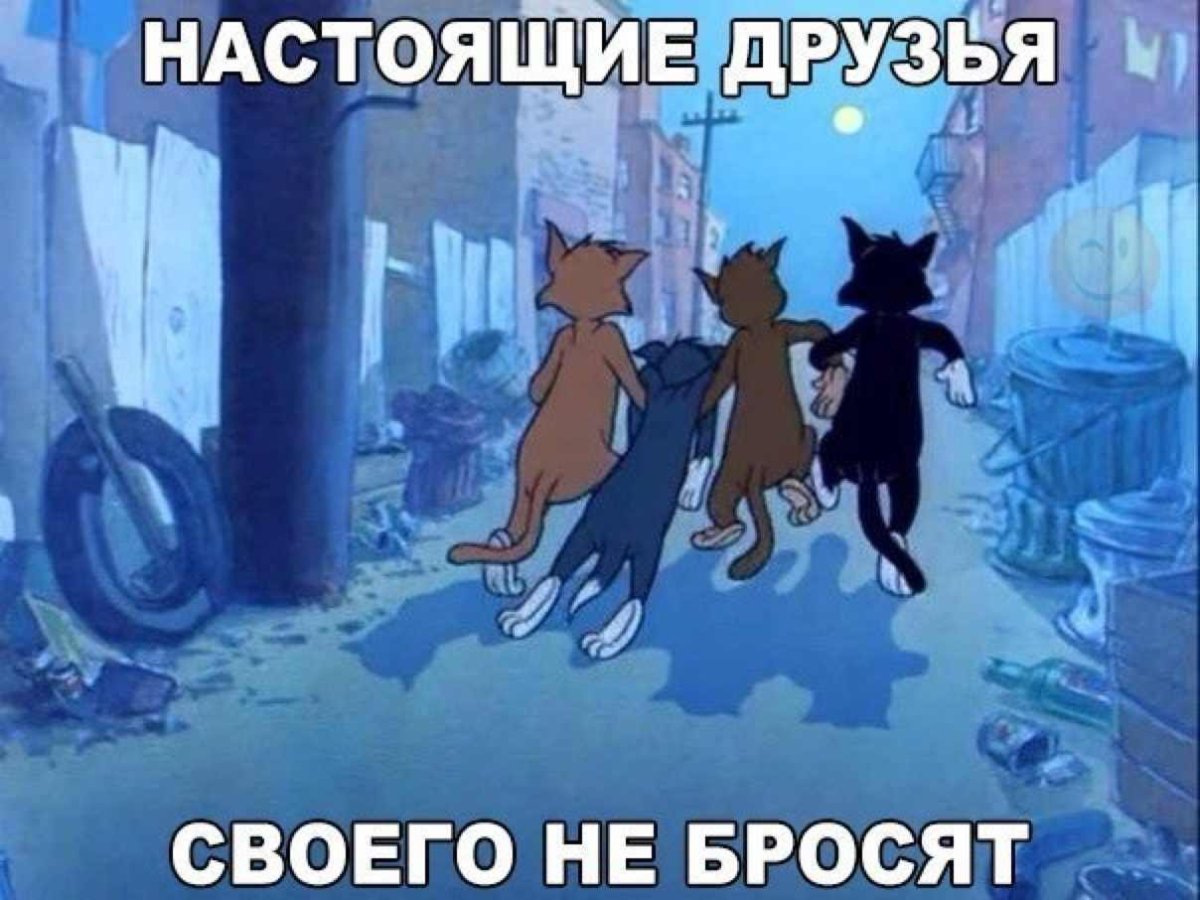 Ненавижу котов