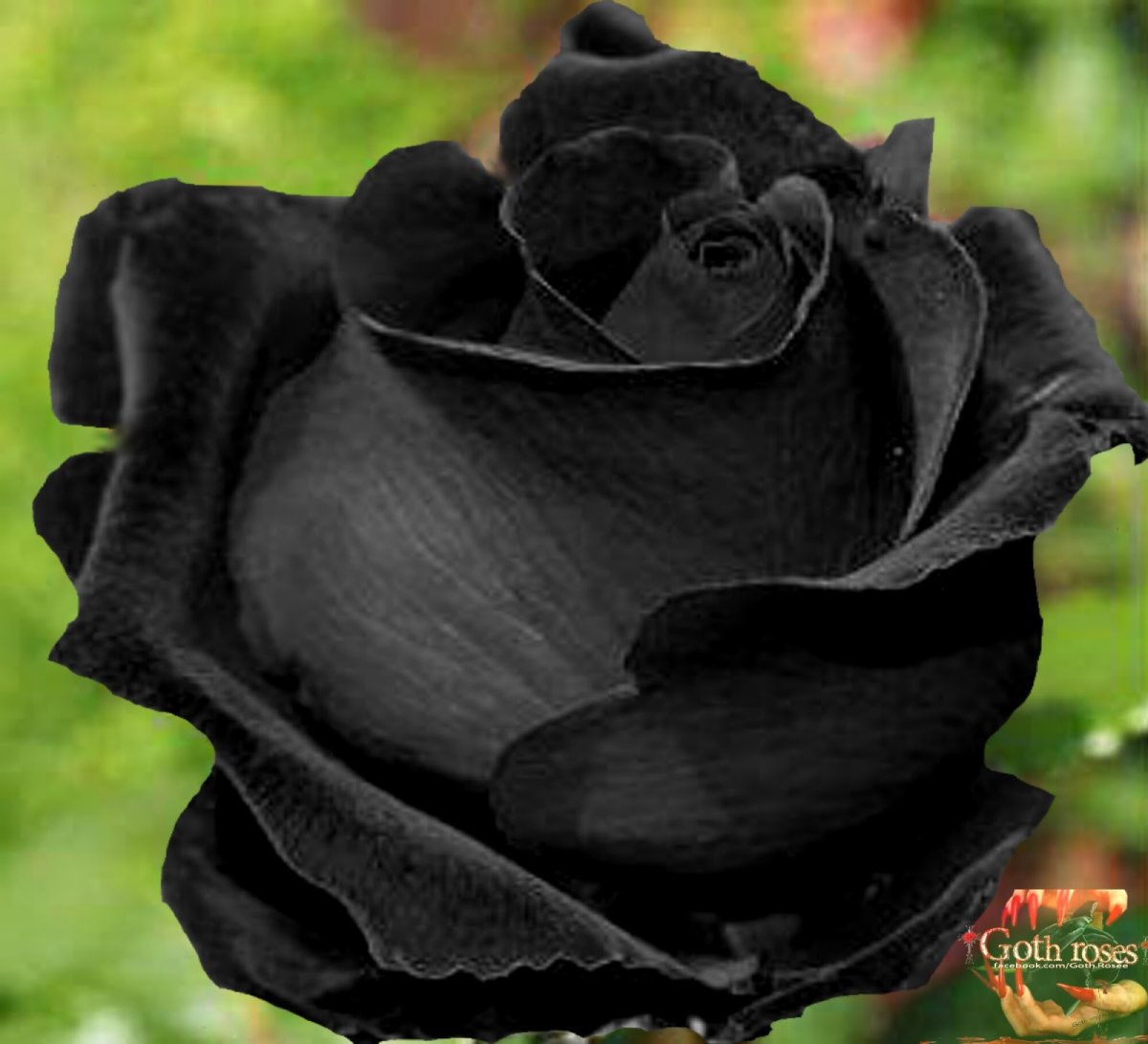 Саженцы черной розы. Саженцы черных роз.