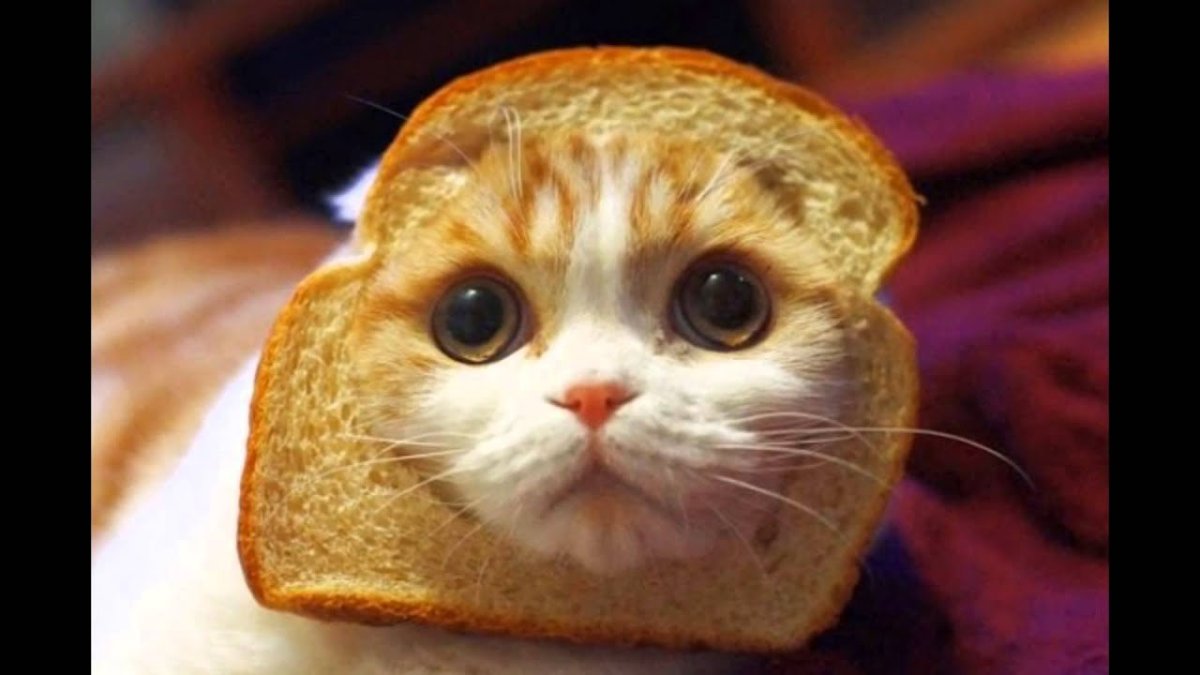 Котик в хлебе