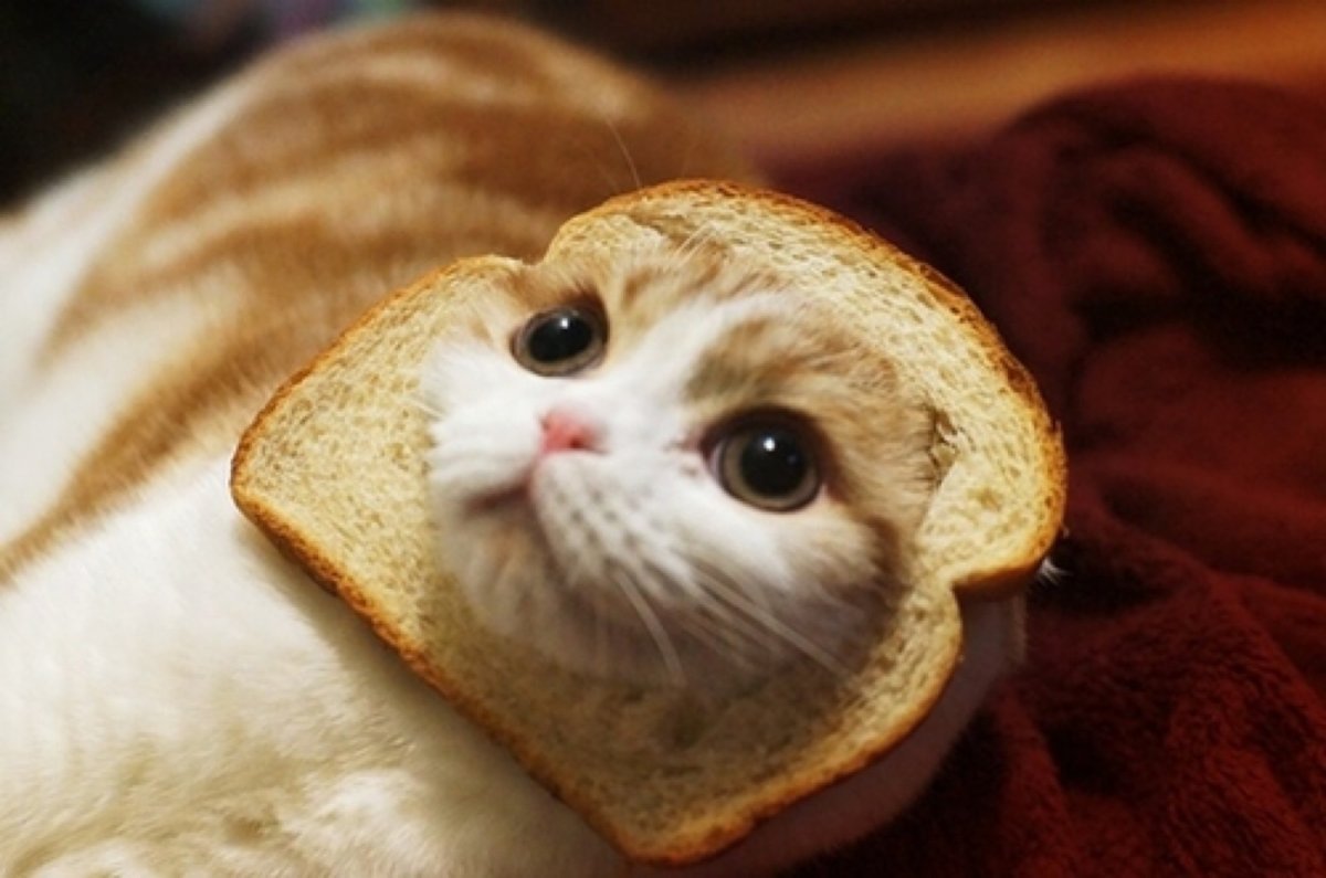 Кошка в хлебушке