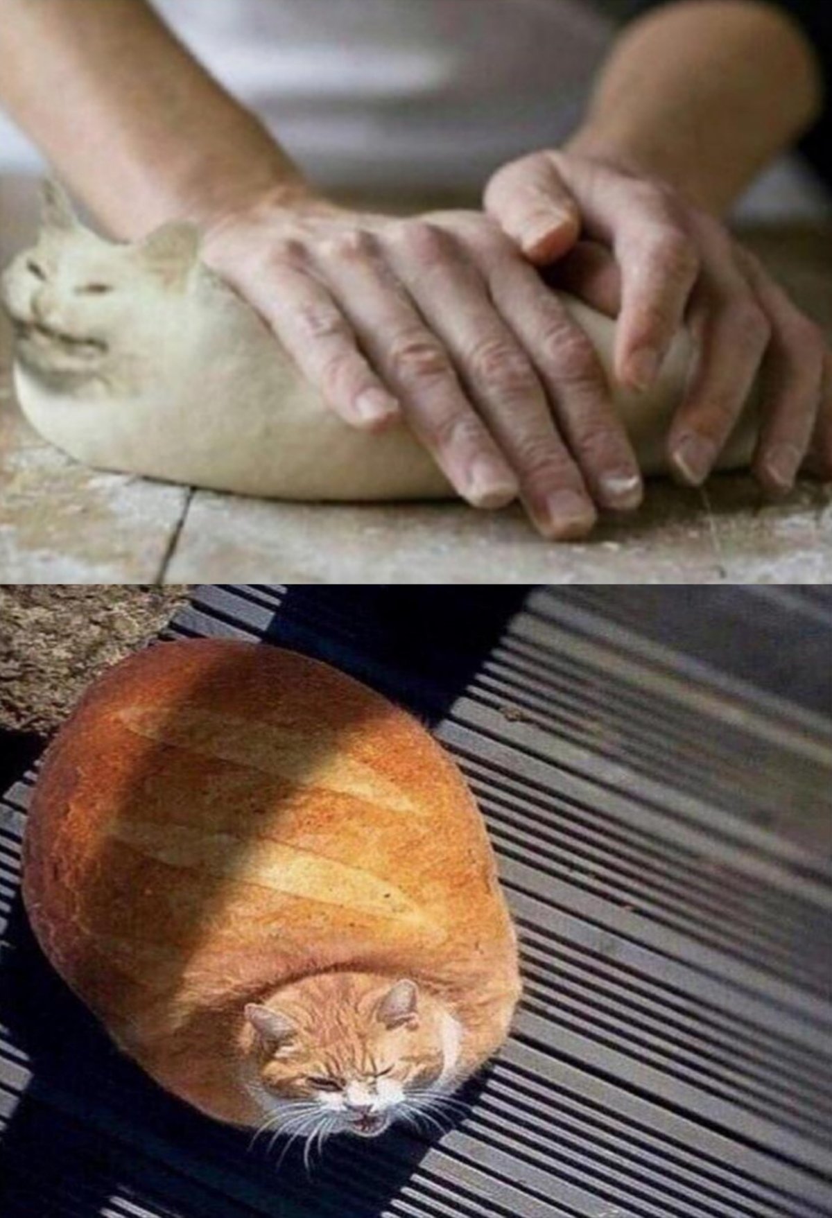 Кот хлеп