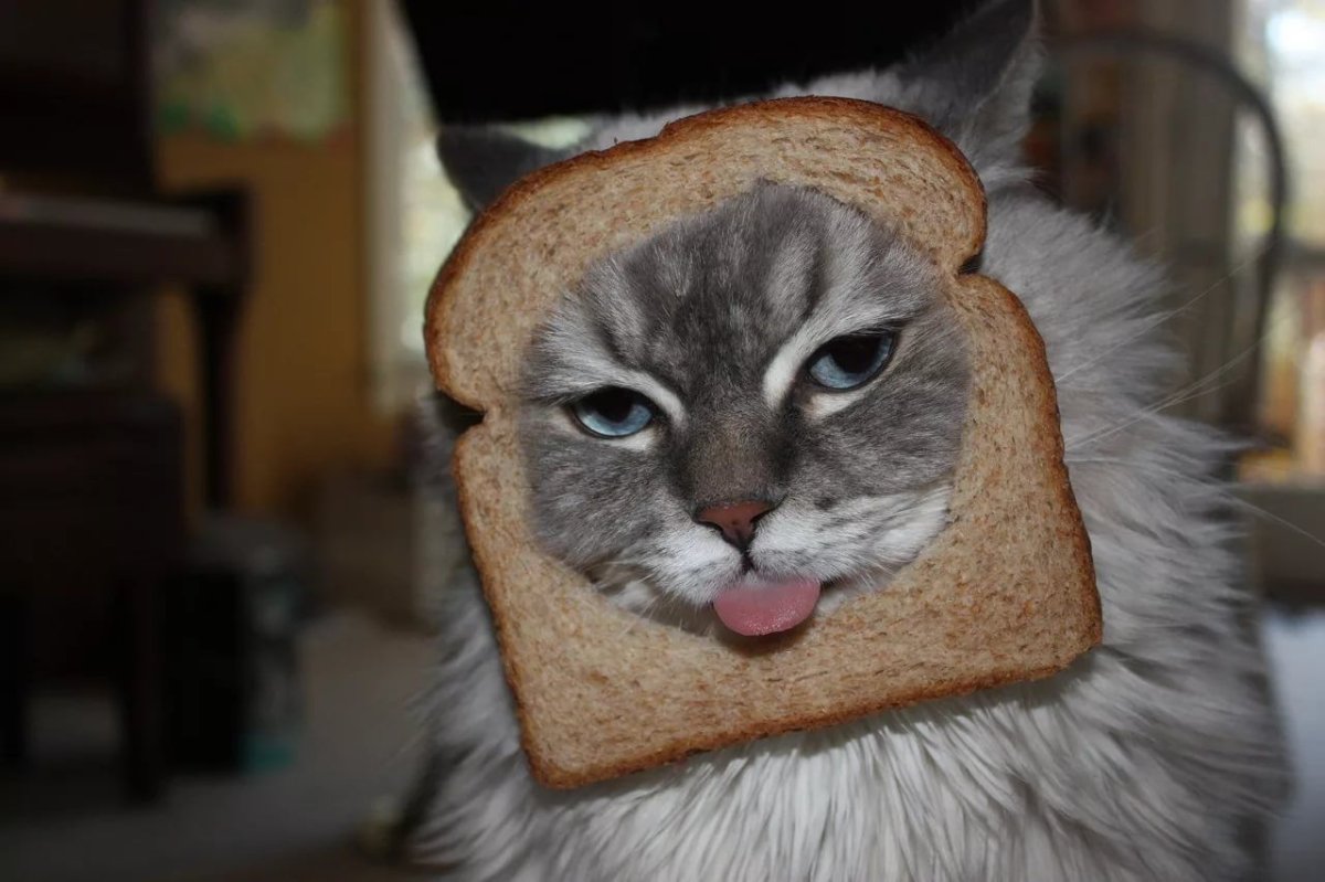 Коты с хлебом на голове