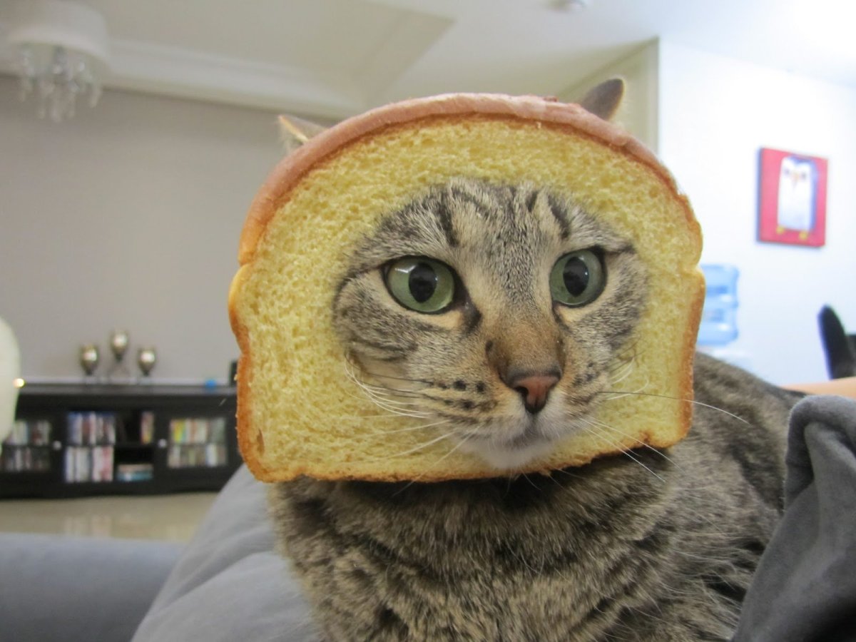 Кот хлеб