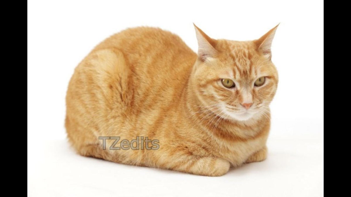 Кот лежит буханкой