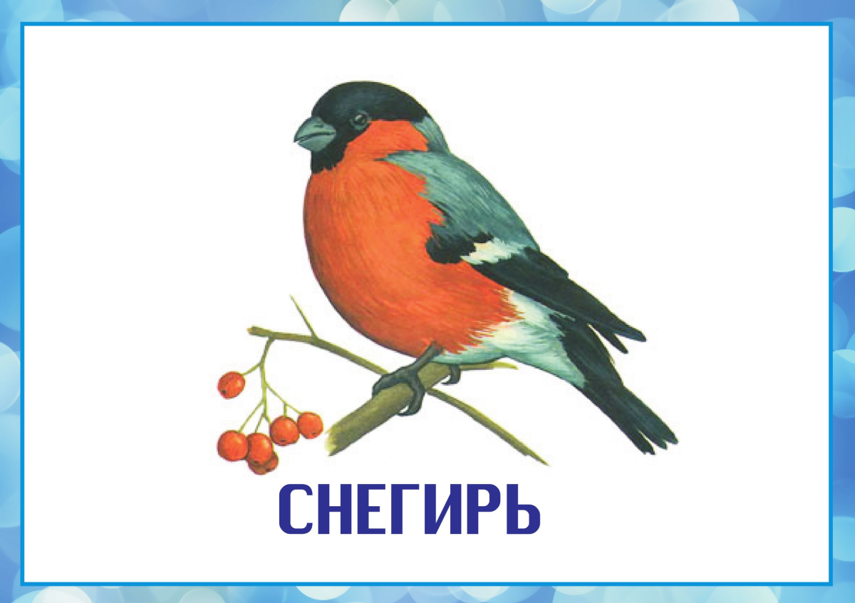 Зимующие птицы Снегирь для детей