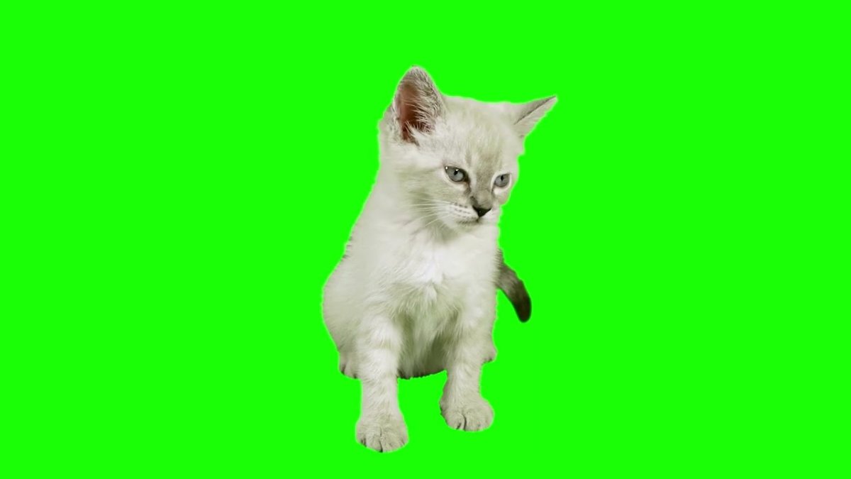 Кот хромакей