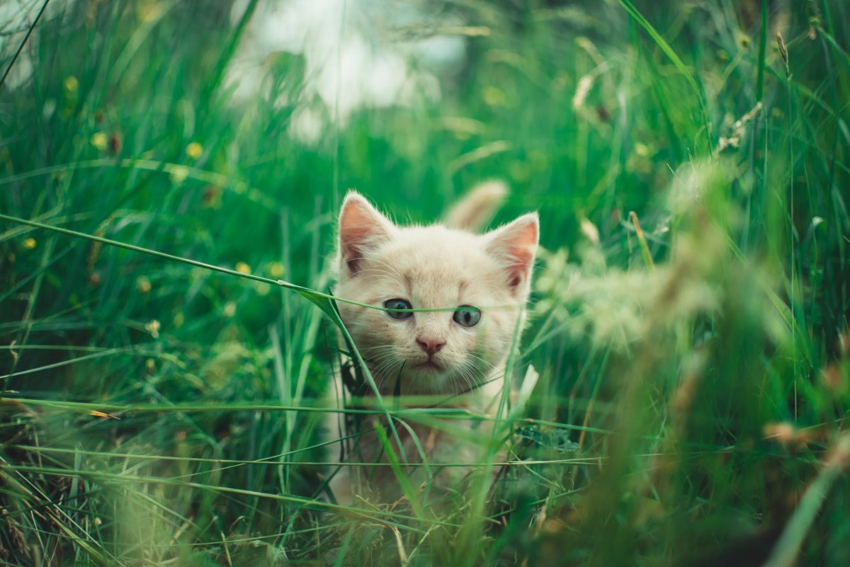 Котенок в траве
