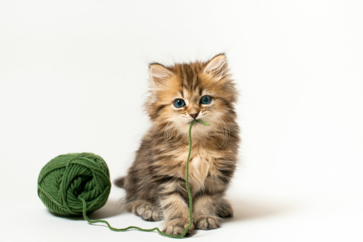 Котёнок и клубок