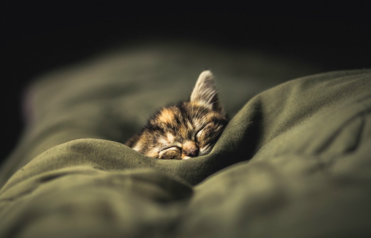 Котенок спит