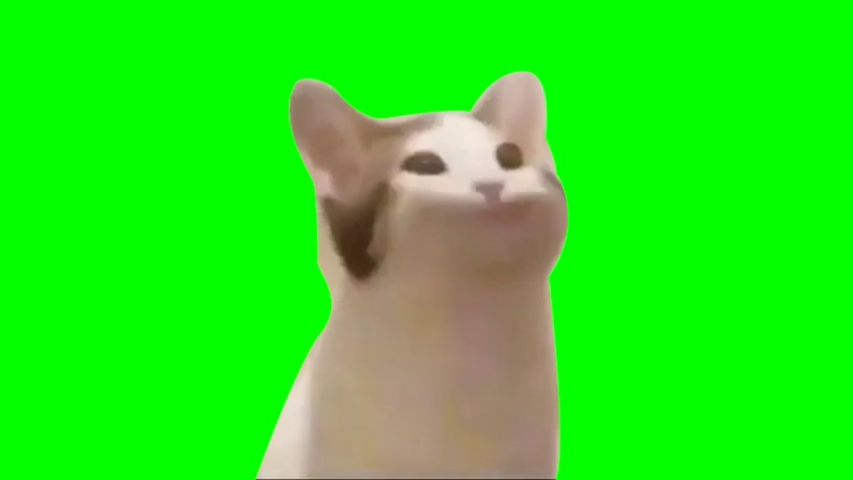 Cat vibing on Green Screen