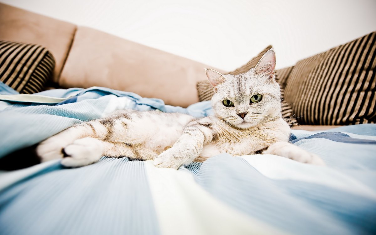 Котенок в кровати