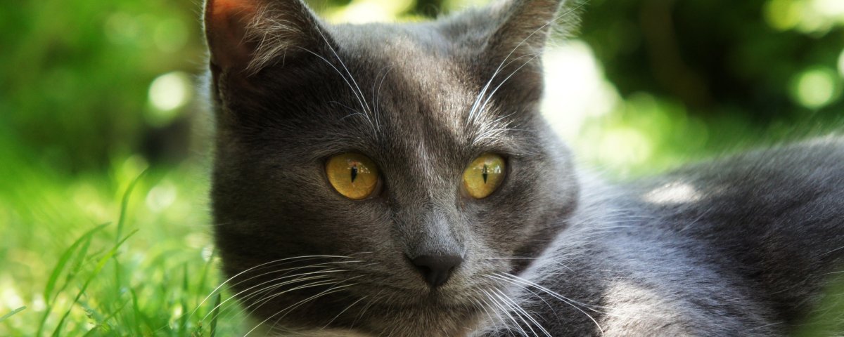 Серые котики Грин фон