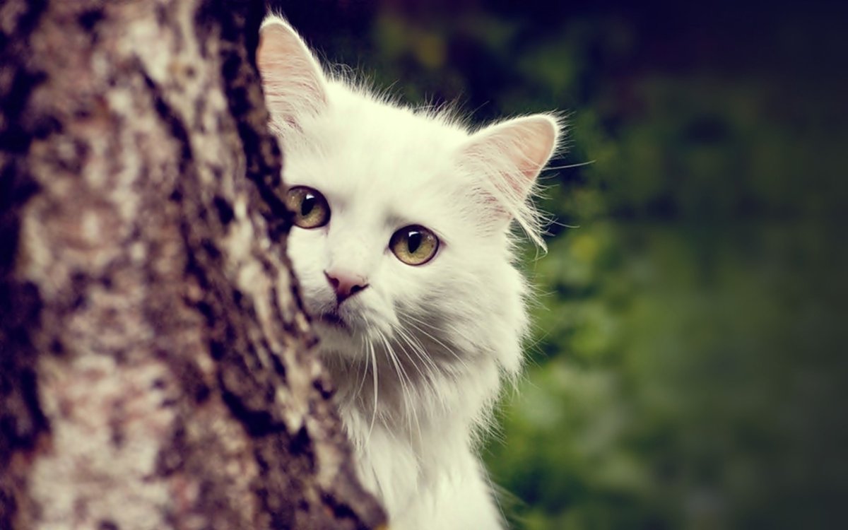 Кошка белая
