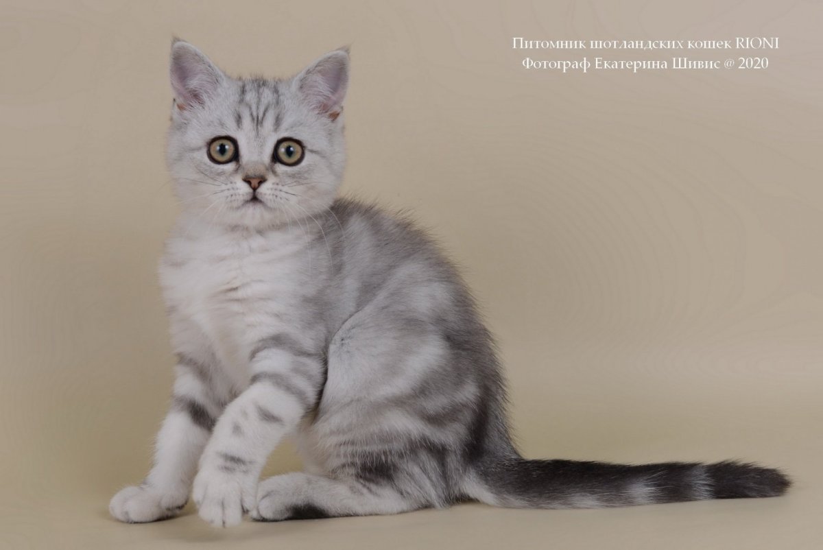 Шотландская вислоухая кошка скоттиш страйт