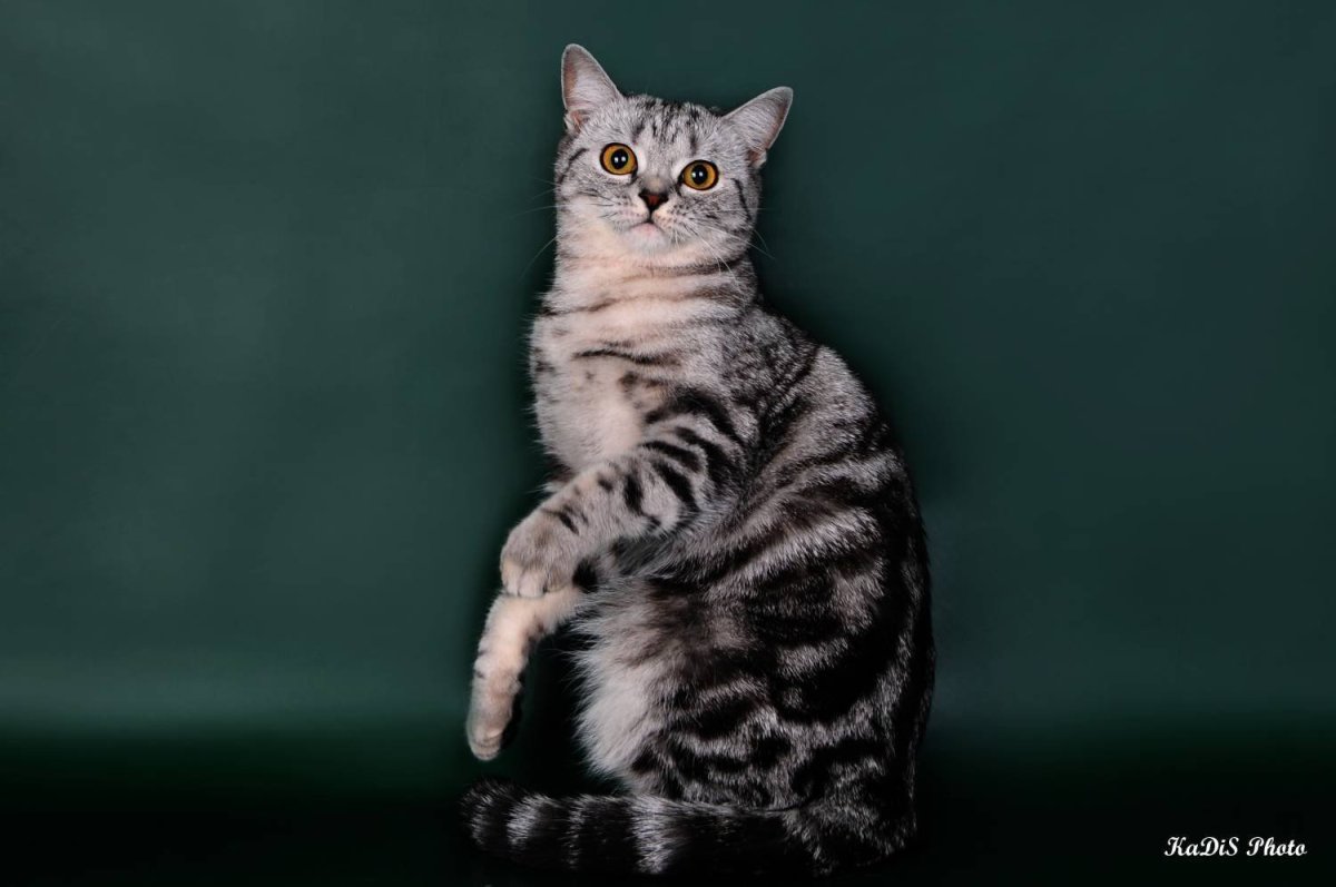 Скоттиш страйт кошка мраморная