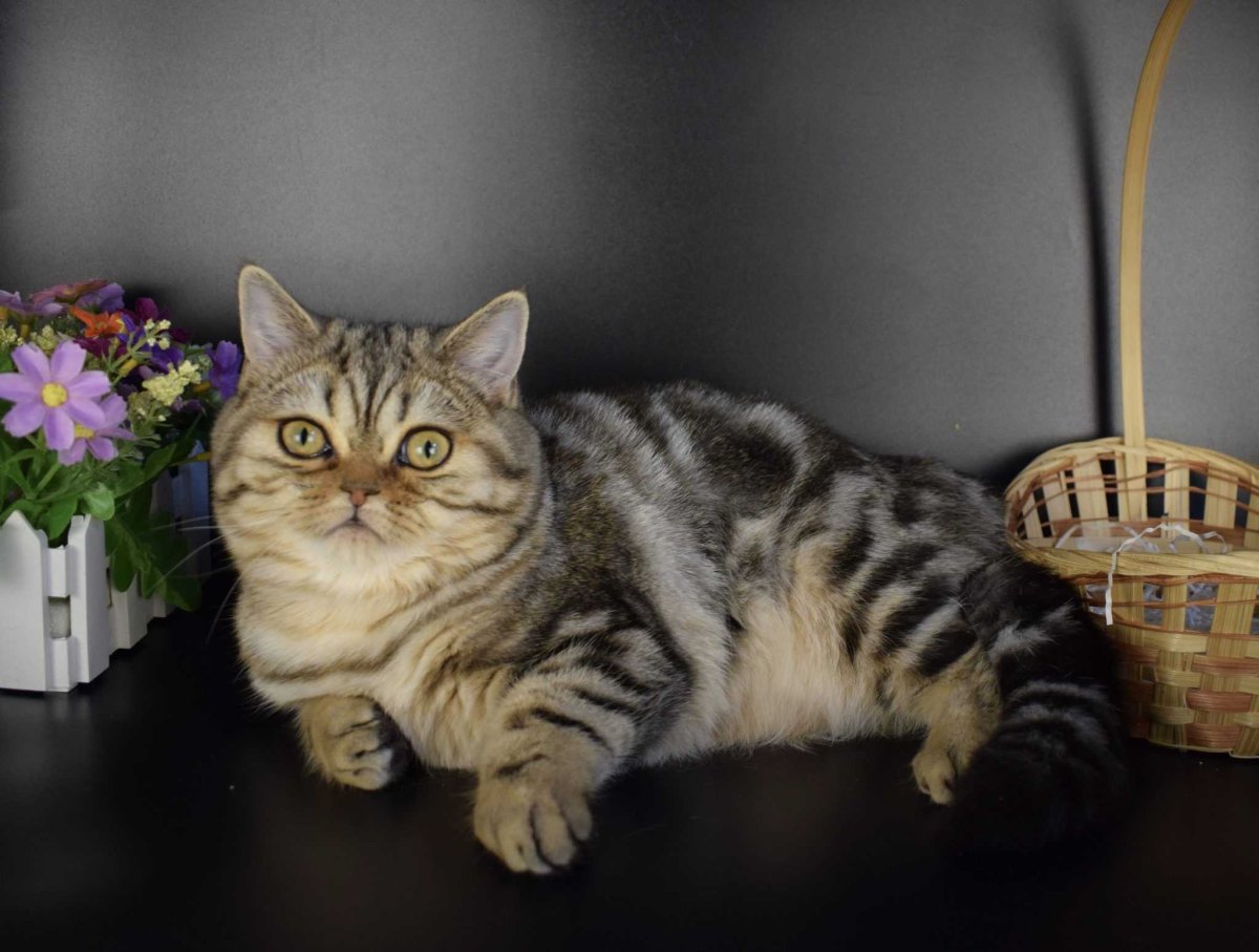 Шотландский скотчштрайд