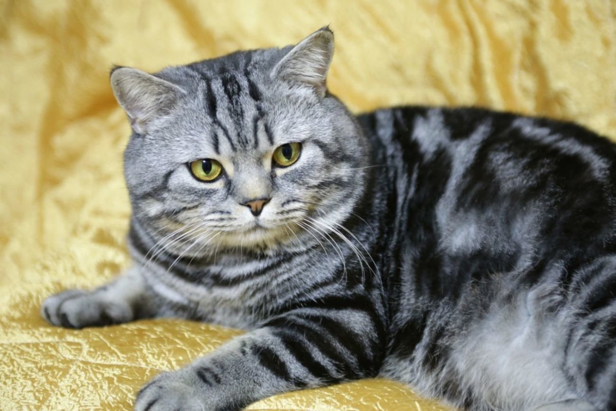 Кошка Шотландская страйт прямоухая
