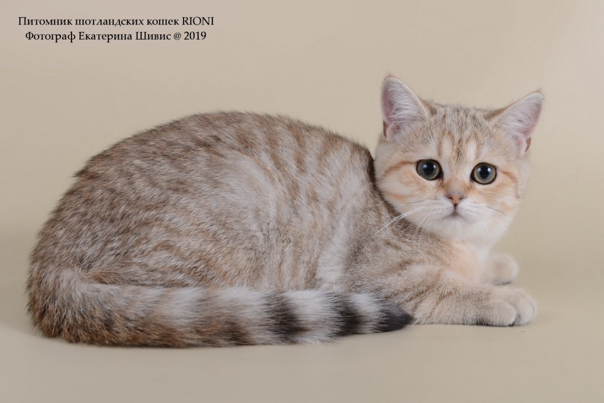 Корниш страйт