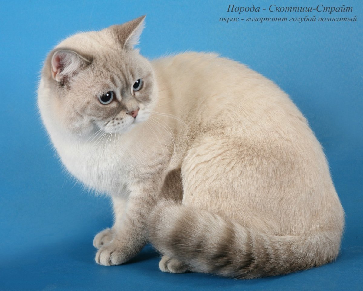 Окрасы породы скоттиш страйт