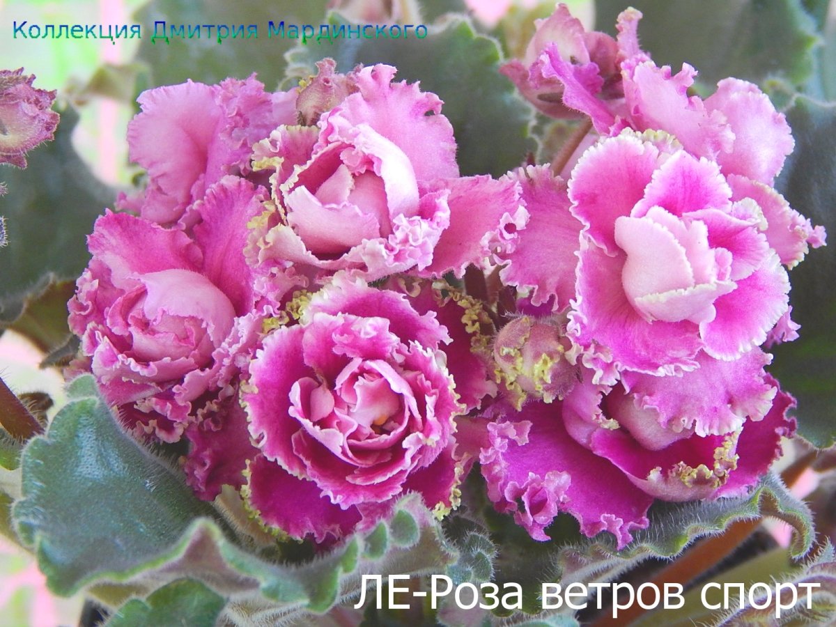 Фиалка дамасская роза