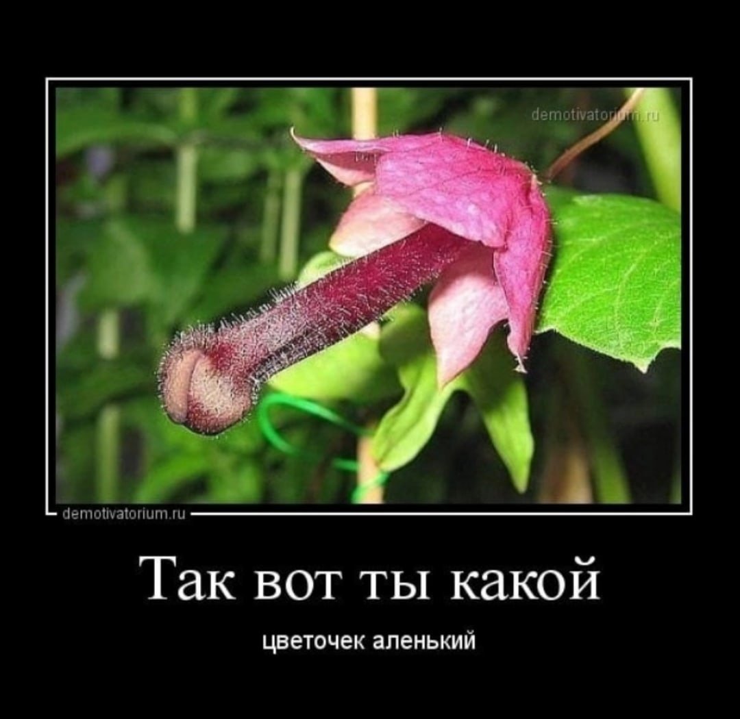 Цветы в виде половых органов