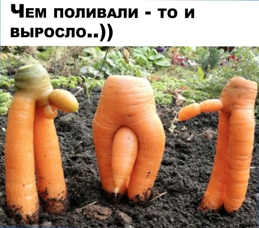 Смешная морковь