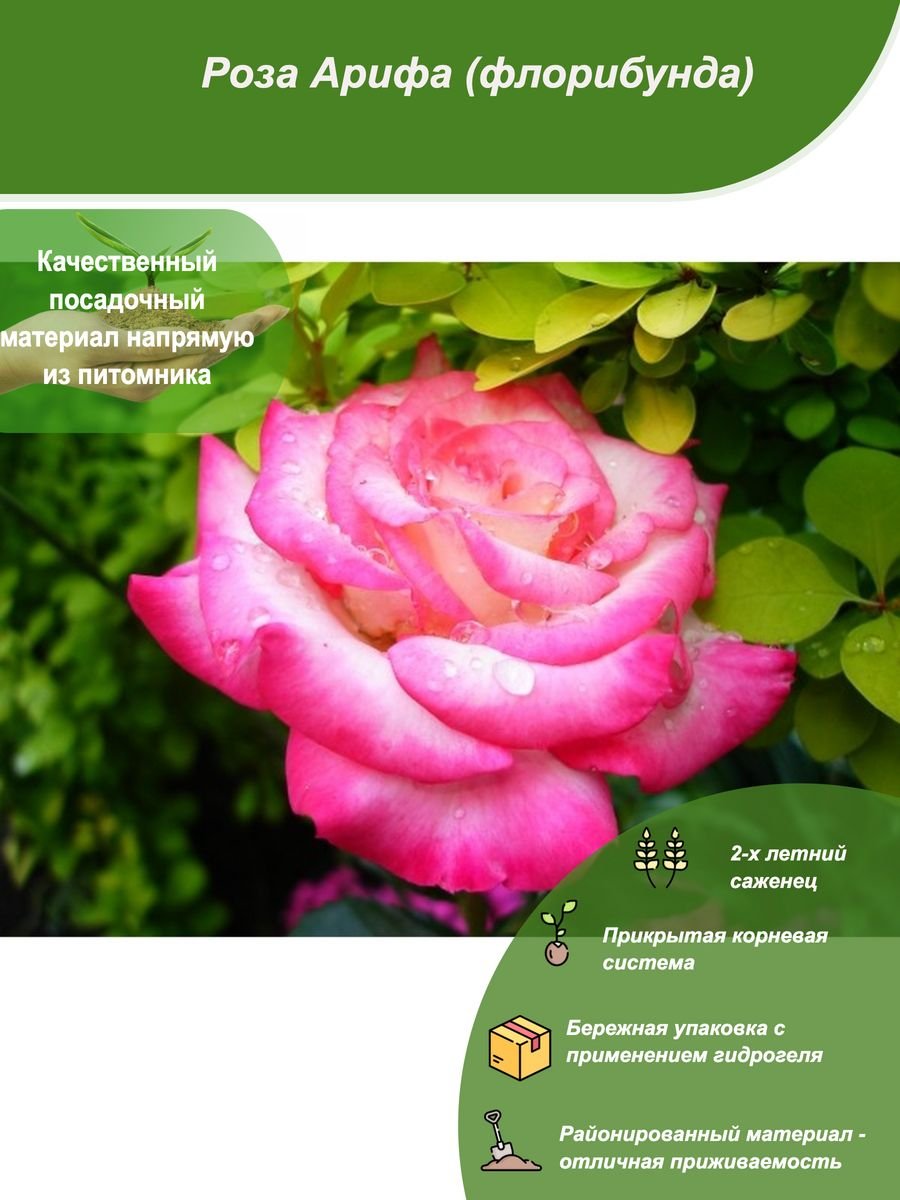 Роза флорибунда Арифа