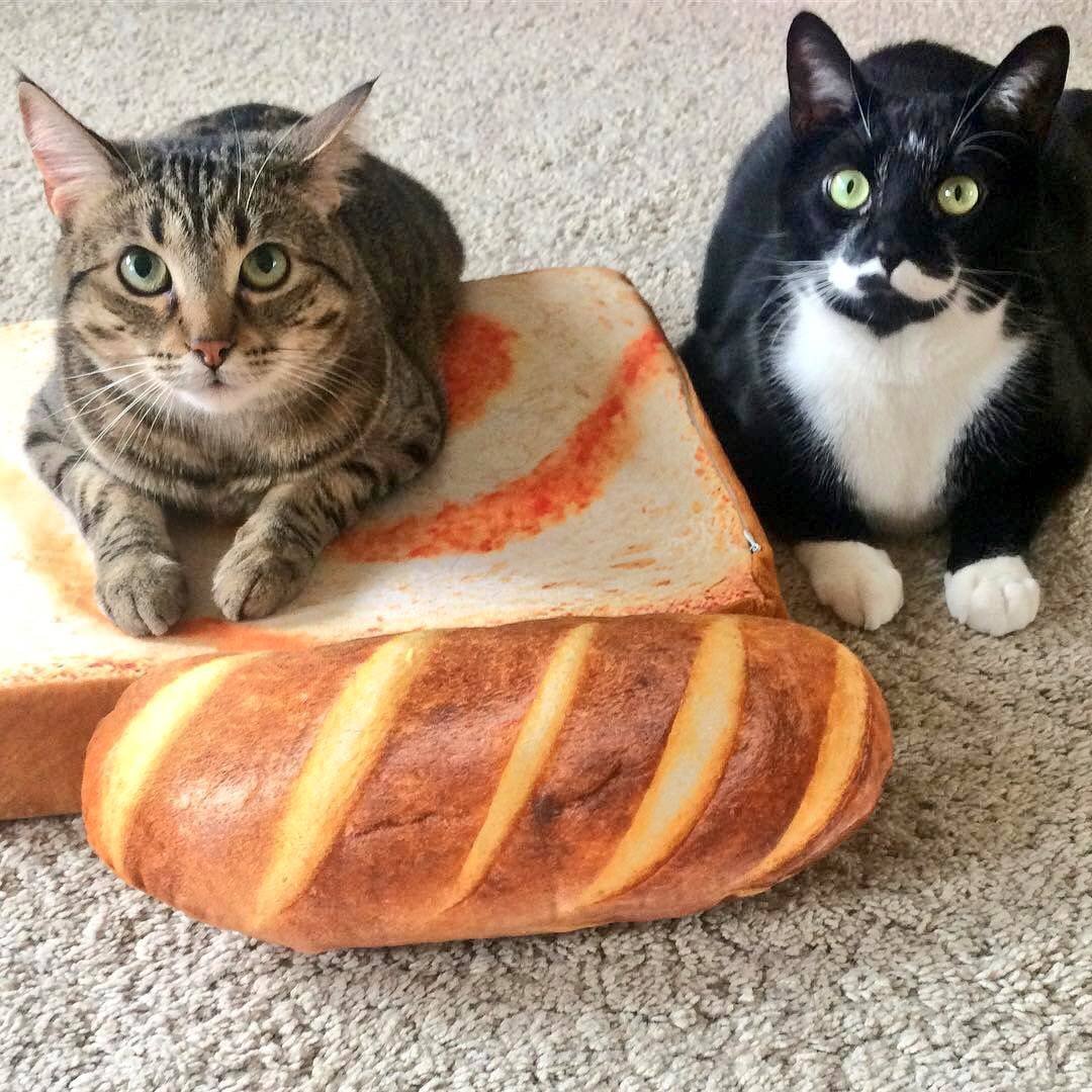 Котик в хлебе
