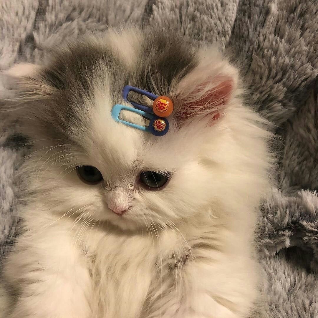 Котята милашки