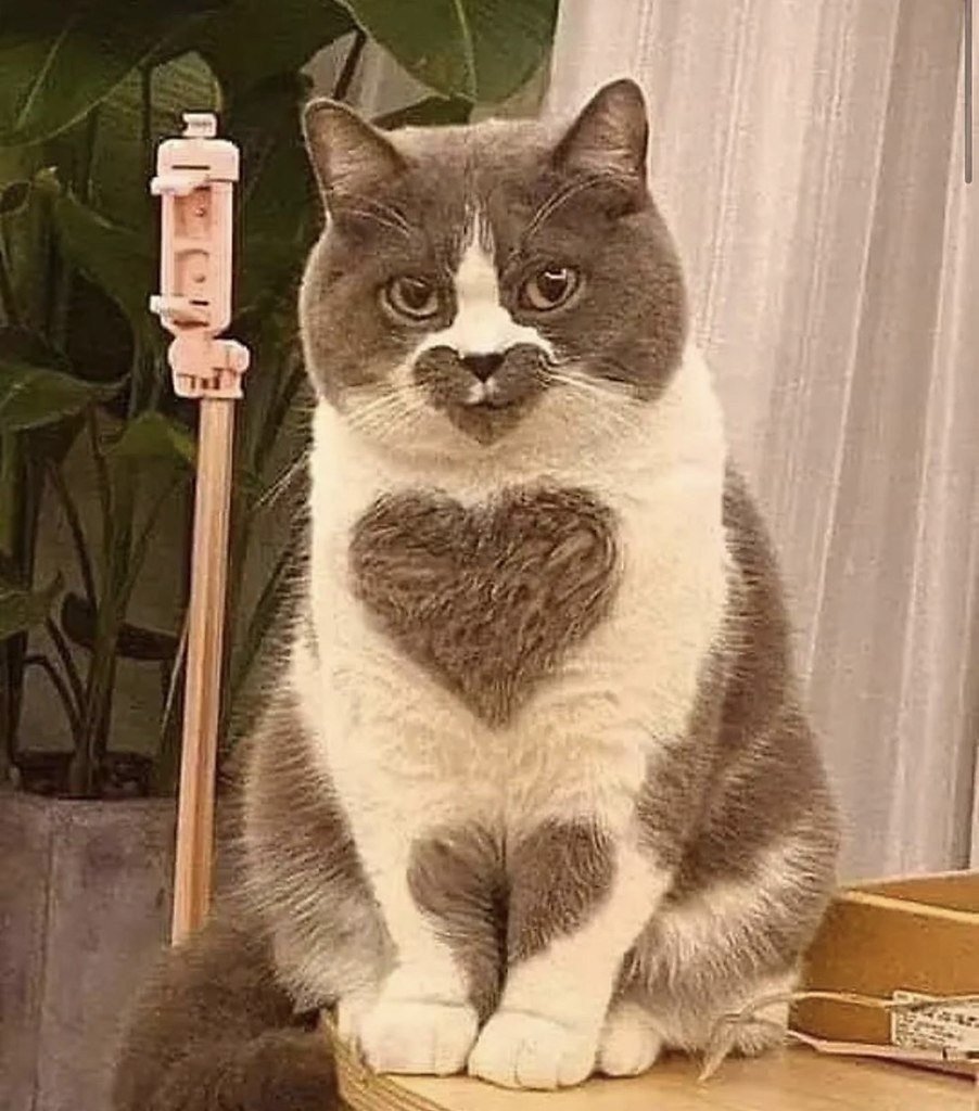 Кот с сердцем на шерсти
