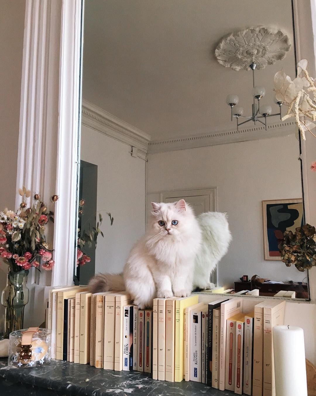 Котята Эстетика