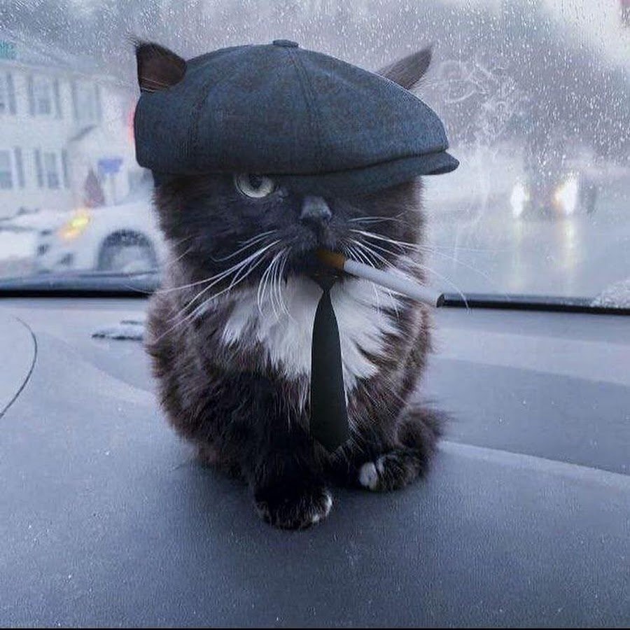 Кот Шелби