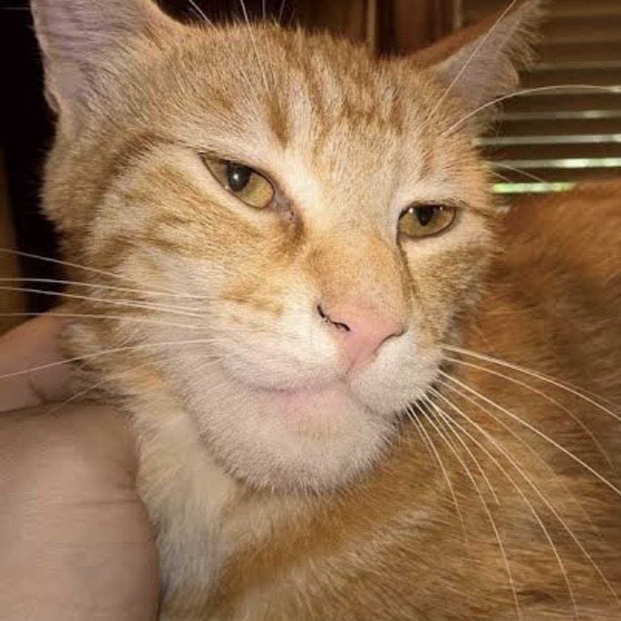 Кот гигачат