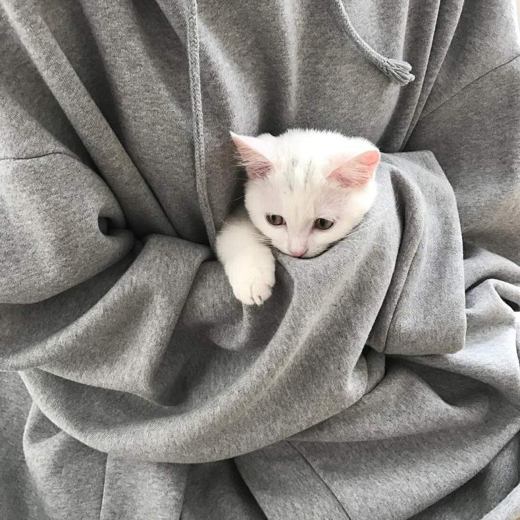 Милые котики