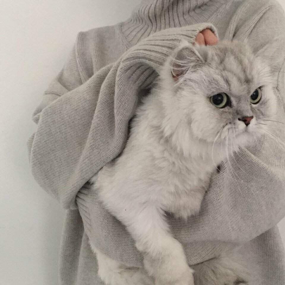 Милые котики