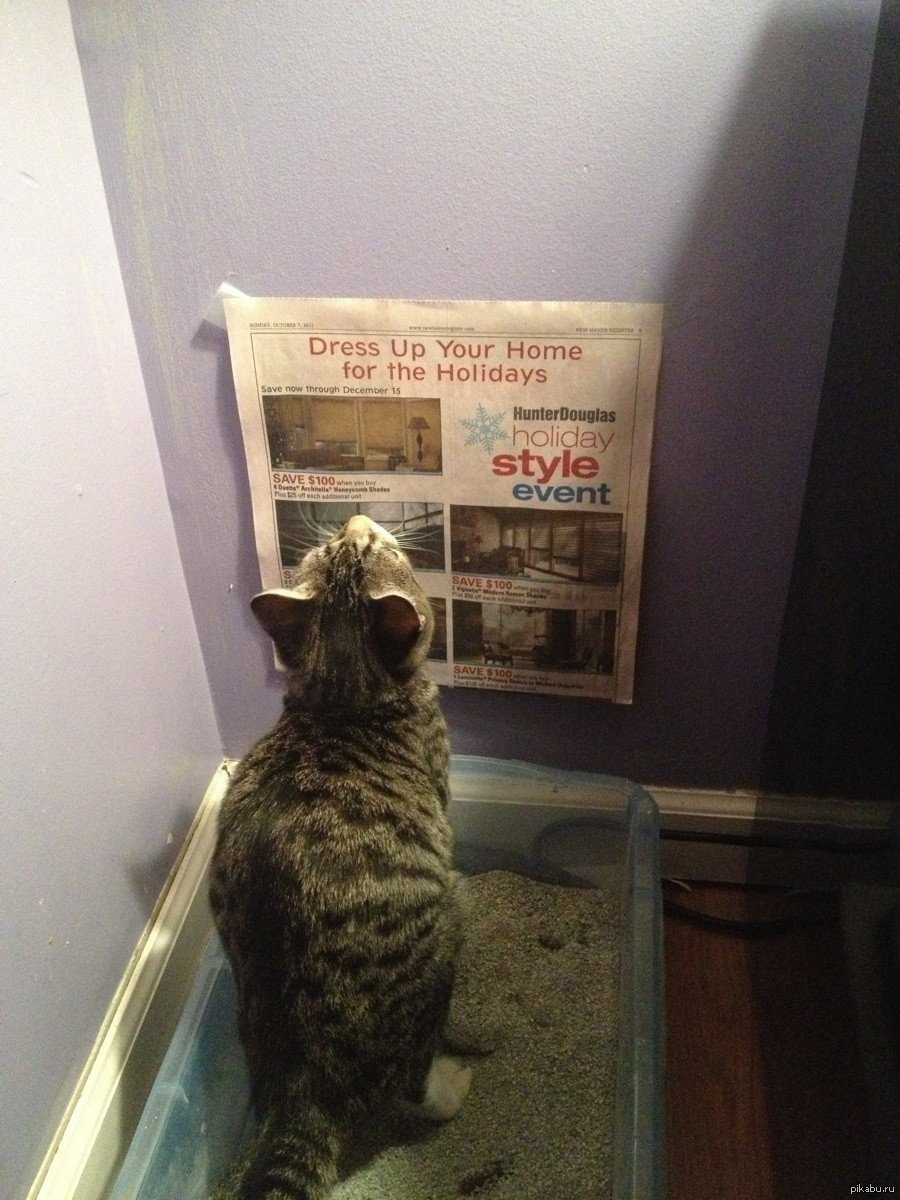 Кошачий вестник газета для кота