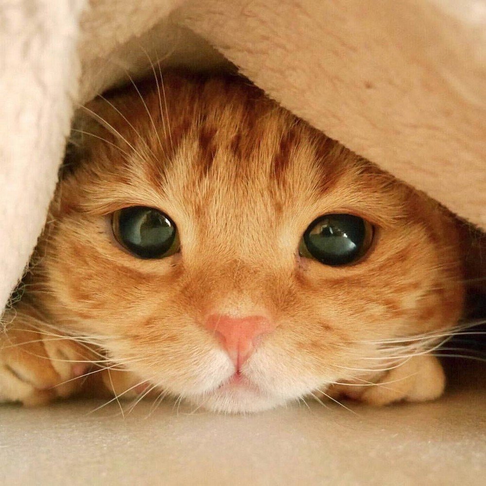 Милый кот