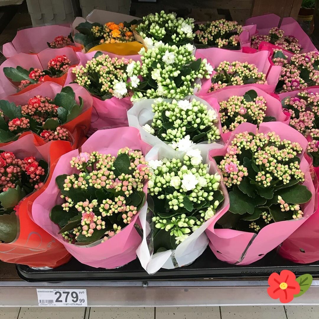 Цветы которые продают в цветочных магазинах
