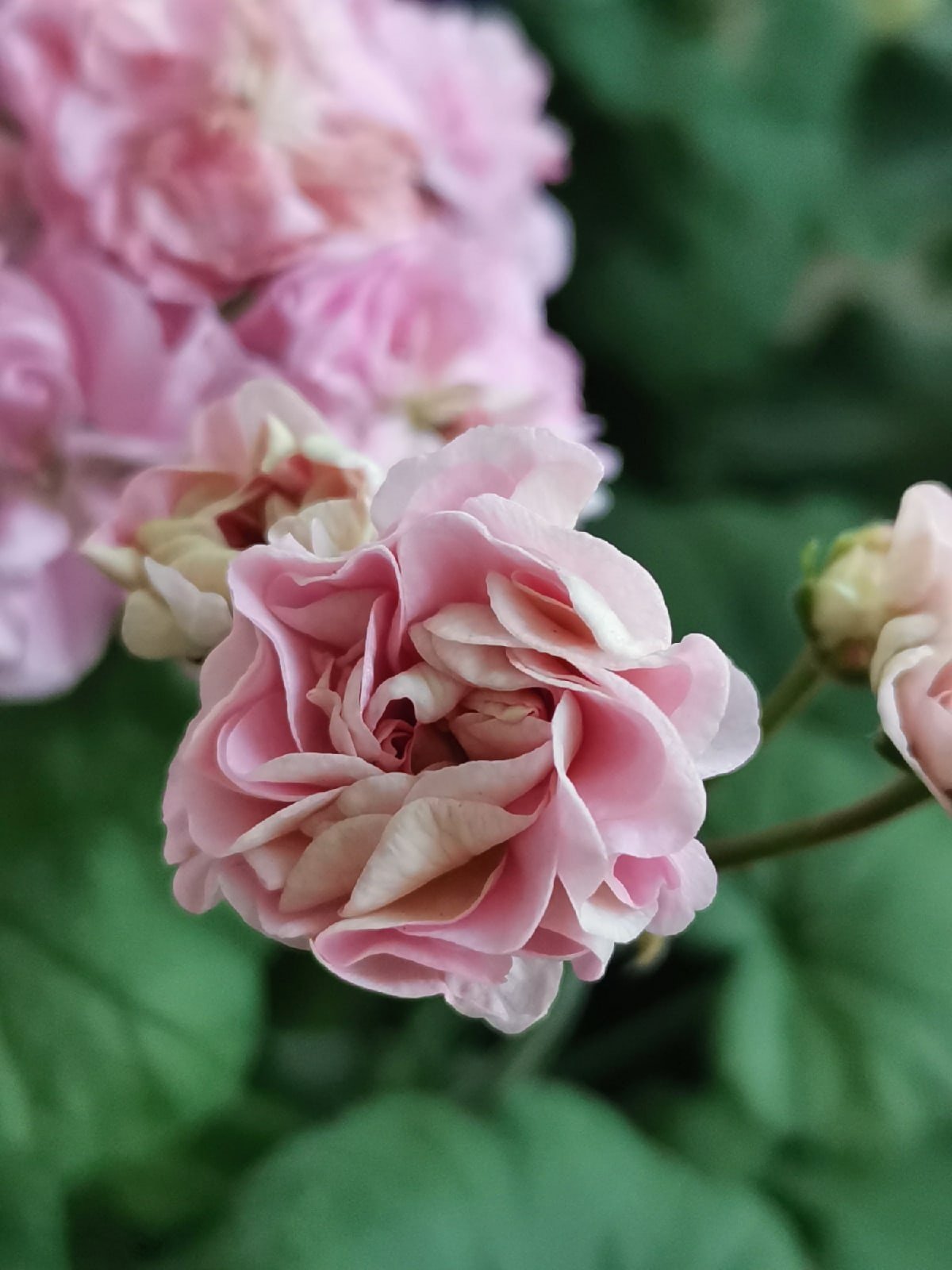 Miss Rose пеларгония фото