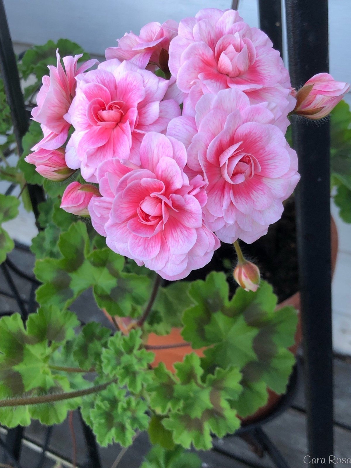 )Cara Rosa пеларгония Зонартик